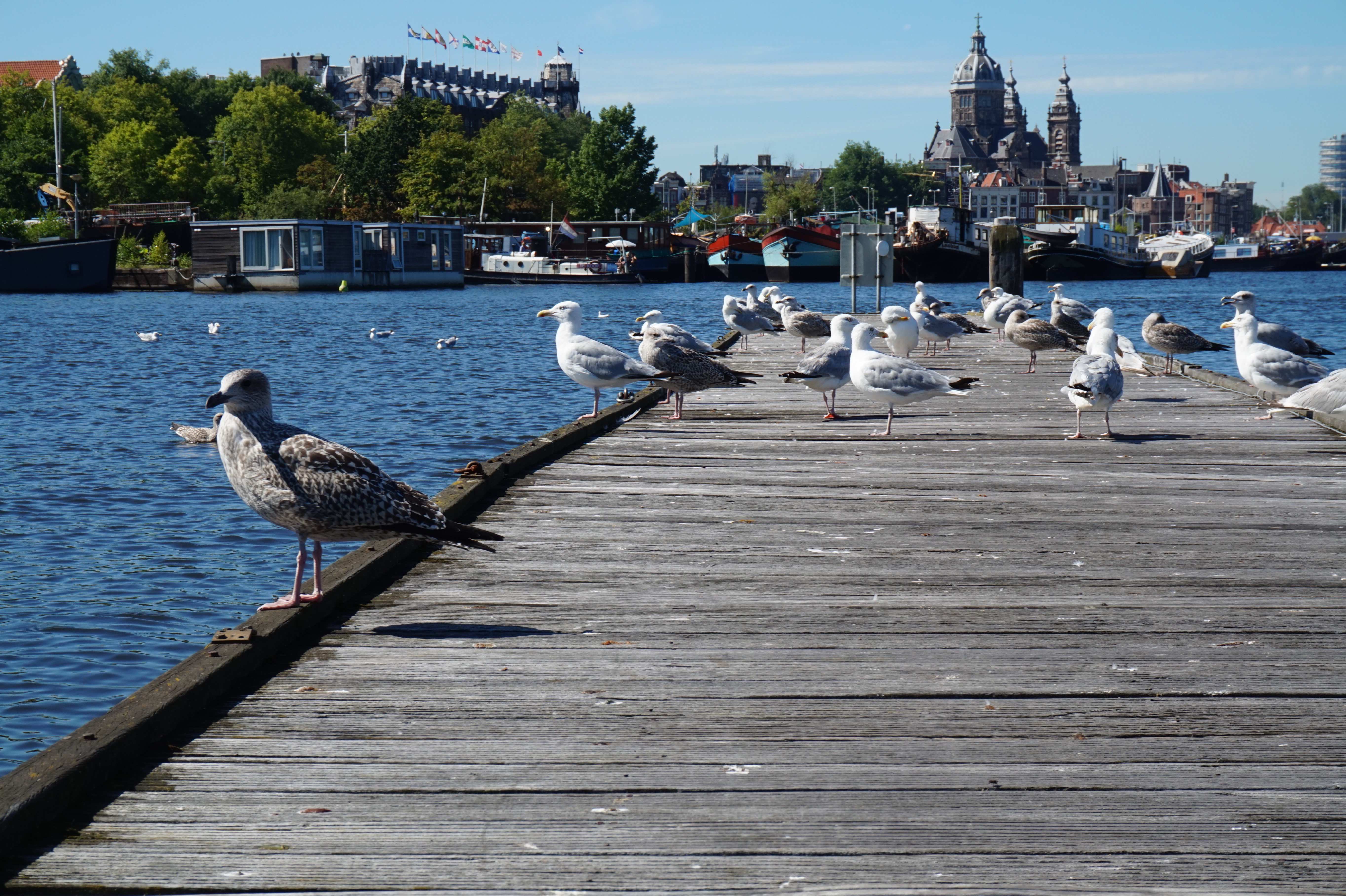 Birds